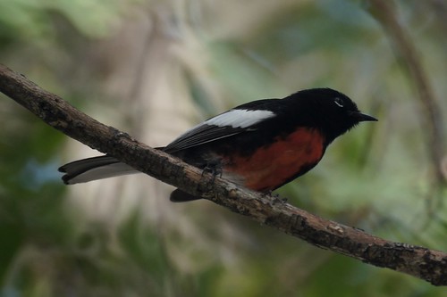 Painted Redstart by Mike's Birds