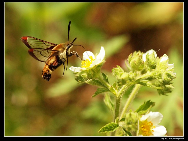 Clearwing Hummingbird Moth (Hemaris thysbe) visiting Potentilla arguta