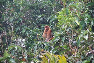 Mono narigudo, Borneo