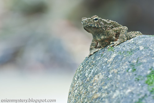 IMG_7770 copy River toad (Phrynoidis aspera)