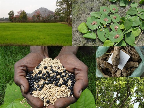 Medicinal Rice Formulations for Diabetes Complications, Heart and Kidney Diseases (TH Group-82) from Pankaj Oudhia’s Medicinal Plant Database by Pankaj Oudhia