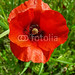 #Red #Spring #Poppy #Close_Up