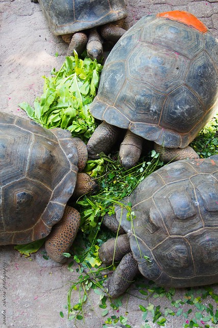 Tartarughe di terra a Moyenne (Tortois at Moyenne Island) Seychelles
