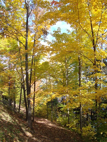 Lake George path of golden trees