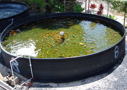 This fish tank is located in Honolulu, HI at the President William McKinley High School, and illustrates the cleanliness of water in an aquaponics/aquaculture system.  For aquaponics, when the system is properly balanced, the water can be maintained at maximum clarity. Photo courtesy of the Hawaii Department of Agriculture.
