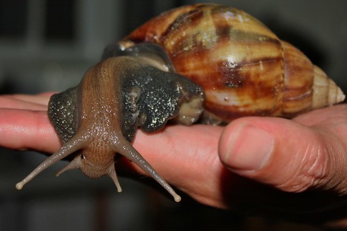 Giant_African_Snail_(Achatina_fulica)_-_An_Invasive_Species_in_Hong_Kong_(6164957017)