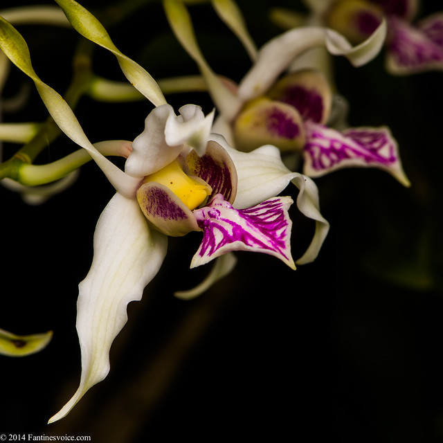 Triad Orchid Society_02.09.14