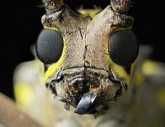 Coleoptera (Costa Rica)