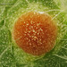 Hollyhock rust (Puccinia malvacearum)