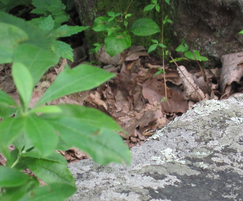 juvie skink peeks around a rock, waits for us to leave