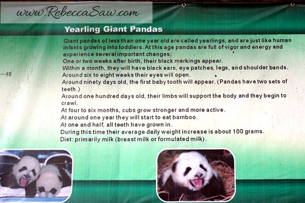 Chengdu - Panda Breeding Farm-025