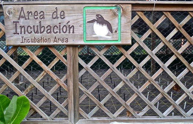 Incubation for Turtles - Monterrico, Guatemala