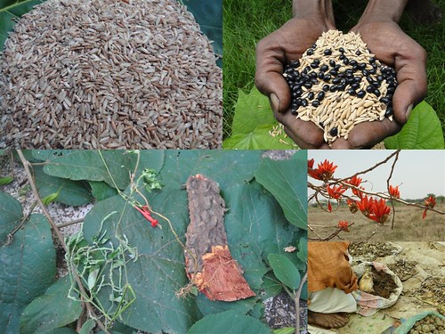 Indigenous Medicinal Rice Formulations for Heart, Kidney and Liver Diseases and Cancer and Diabetes Complications (TH Group-114 special) from Pankaj Oudhia’s Medicinal Plant Database by Pankaj Oudhia