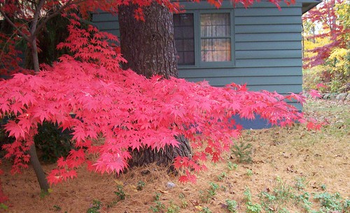 japanese maple all red