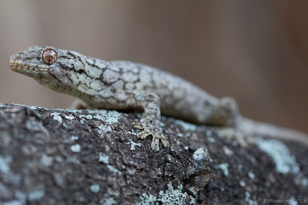 Wahlberg's Velvet Gecko (Homopholis walbergii)