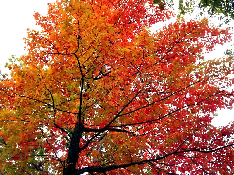 Fall Colours Michigan