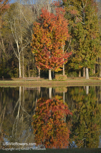 Reflections of Fall
