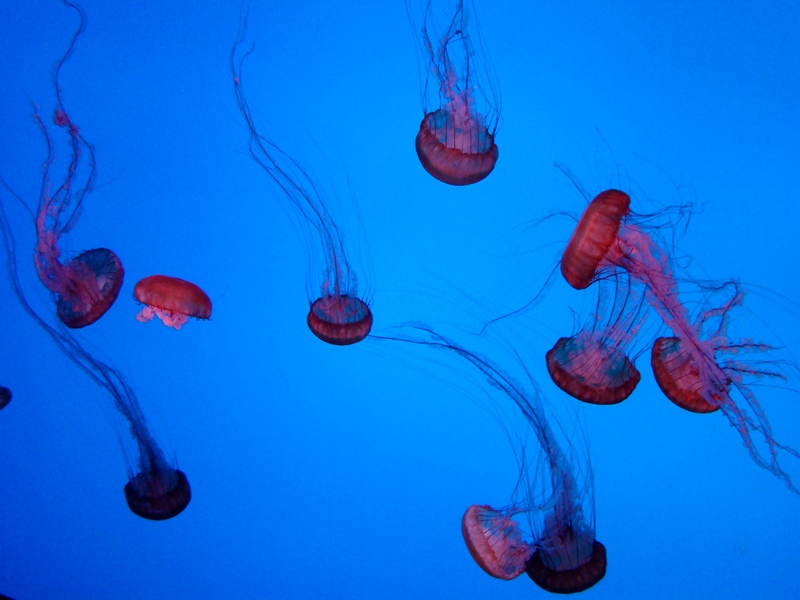 Ripley's Aquarium jellyfish