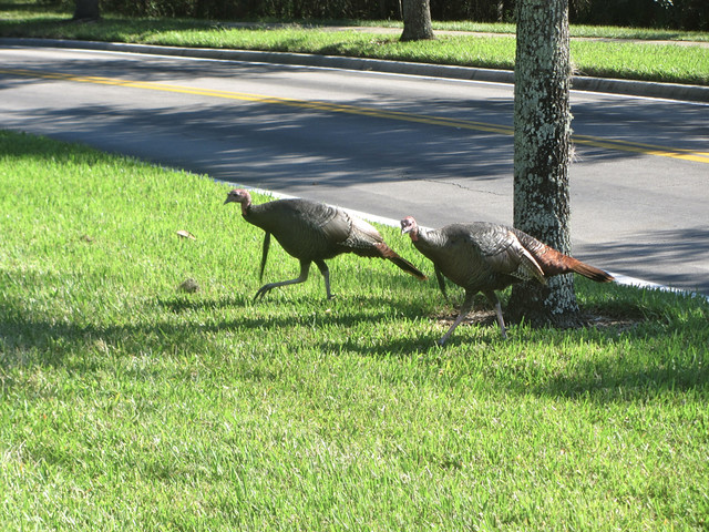 turkeys crossed the road