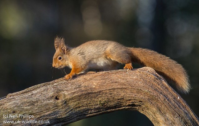 red squirrel-6
