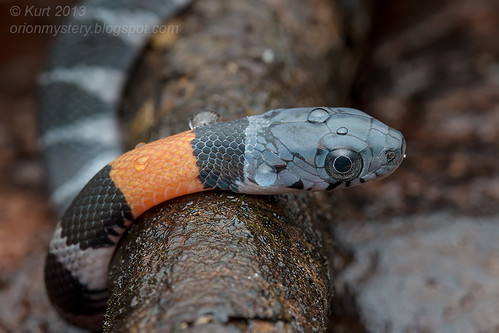 Orange-necked Keelback IMG_0346 copy tropical snake