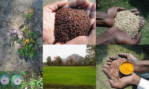Validated and Potential Medicinal Rice Formulations for Hypertension (उच्च रक्तचाप) with Diabetes mellitus Type 2 (मधुमेह) Complications (TH Group-318 special) from Pankaj Oudhia’s Medicinal Plant Database by Pankaj Oudhia