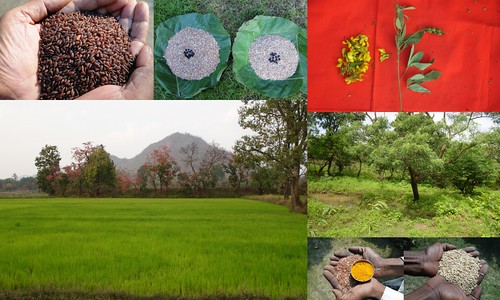 Validated and Potential Medicinal Rice Formulations for High Blood Pressure (Hypertension) with Diabetes mellitus Type 2 (शुगर की बीमारी या मधुमेह) Complications (TH Group-374 special) from Pankaj Oudhia’s Medicinal Plant Database by Pankaj Oudhia