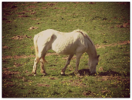 Horse in Springtime