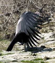 Andean Condor 04-06-2008