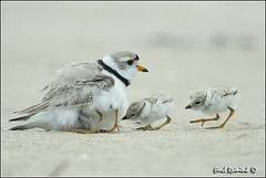 Plover (Piping)