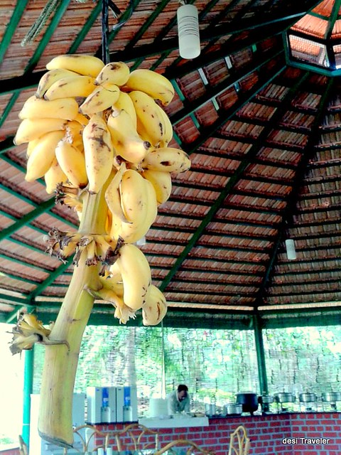 bananas hanging in dining hall at Jungle lodge bandipur