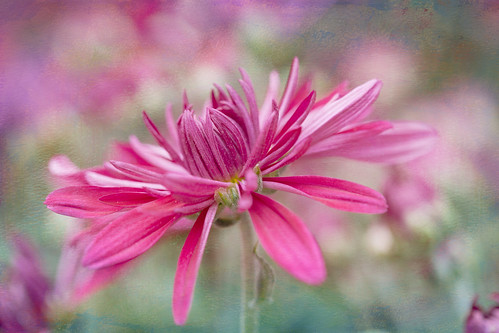 Pink Bokeh~ by conniee4 aka Connie Etter