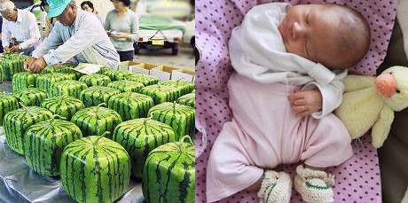 Square Watermelons & Square Lulu