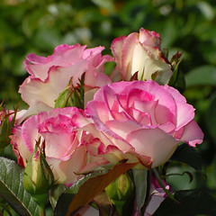 Central Park Roses 6-16-2012A
