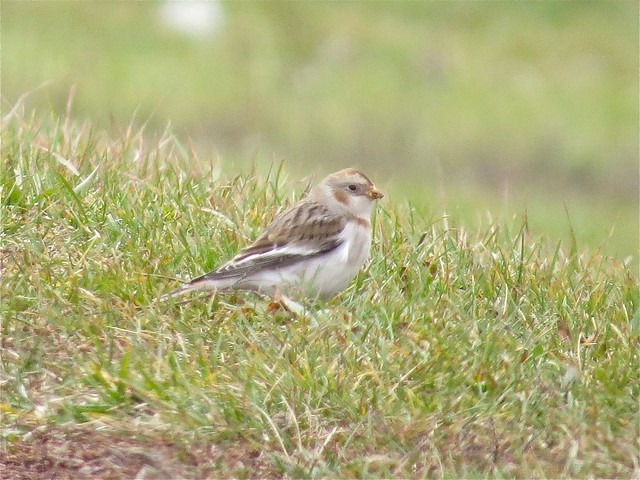 Snow Bunting at El Paso Sewage Treatment Center in Woodford County, IL 02