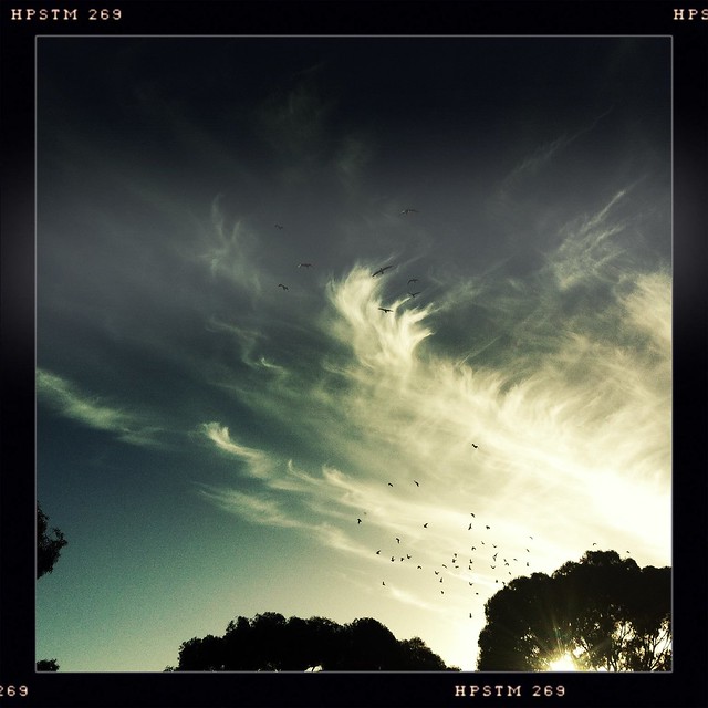 Birds in the sky.
