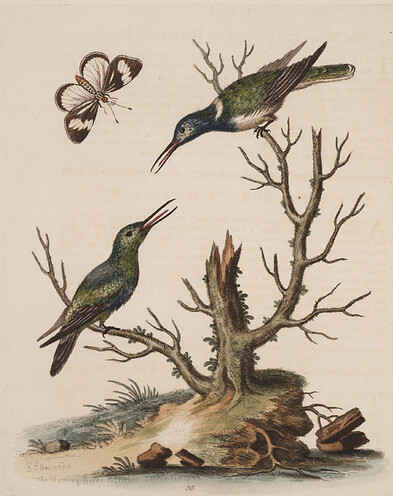 Edwards, 1743, White-bellied Hummingbird