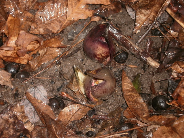 Skunk Cabbage - they smell awful, but are the first signs of spring!