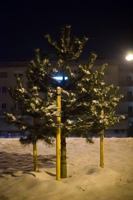 Tree in the dark
