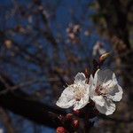 In the neighborhood: Apricot Blossoms - 5