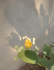 cactus blossom with shadow