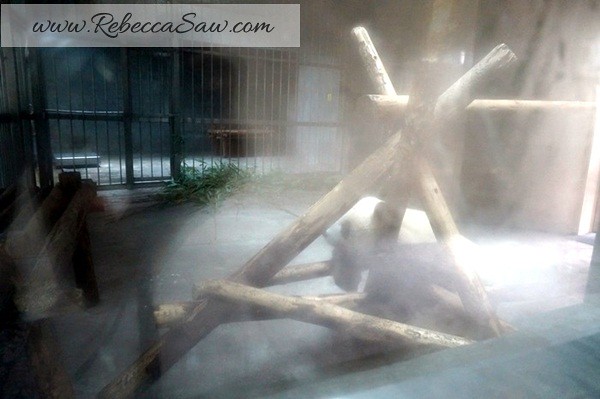 Chengdu - Panda Breeding Farm-052
