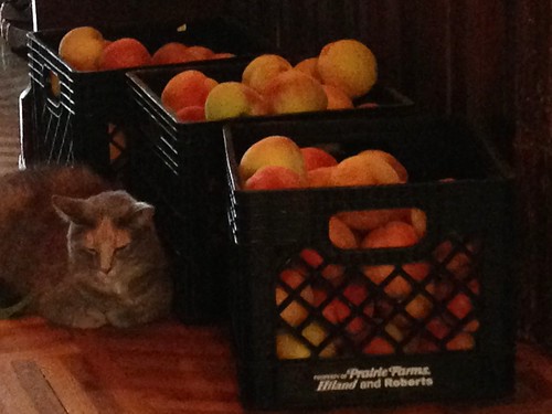 guarding the peaches