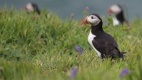 Puffin on Skomer Island by TheUnseenScene (previously AnnerleyIRMacro)
