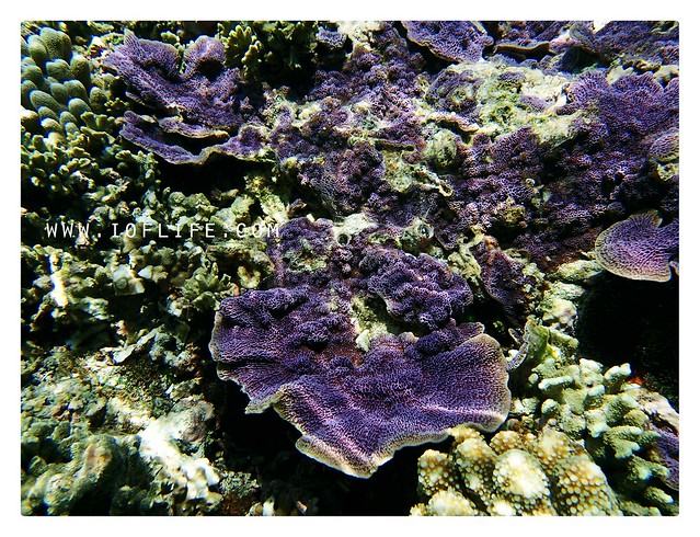 Karang ungu pulau kambing