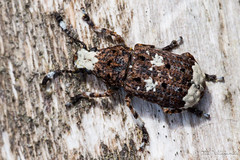 Coleoptera: Anthribidae of Finland