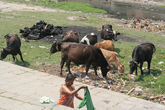 Święte krowy oczyszczaja Kathmandu ze śmieci