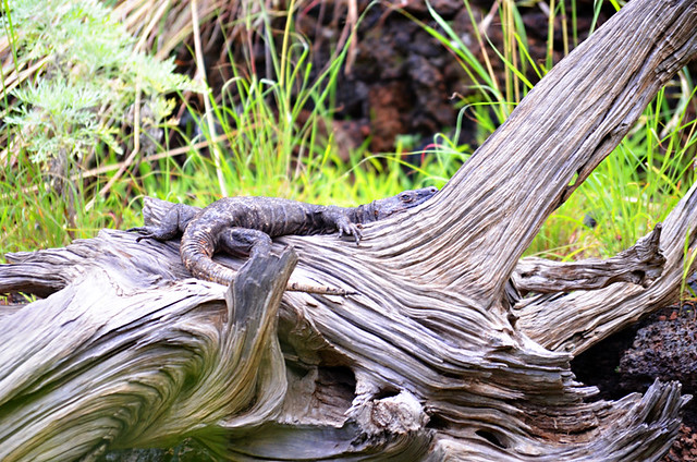 Giant lizard, El Hierro