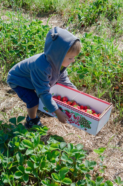 20140615-Strawberry-Picking-1594