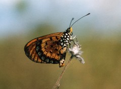 Butterflies India